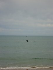 Whales at Basham's Beach