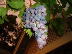 Nice grapes - shame about the pips!
