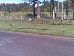 Spotted in Branxton NSW (very large Brown snake)